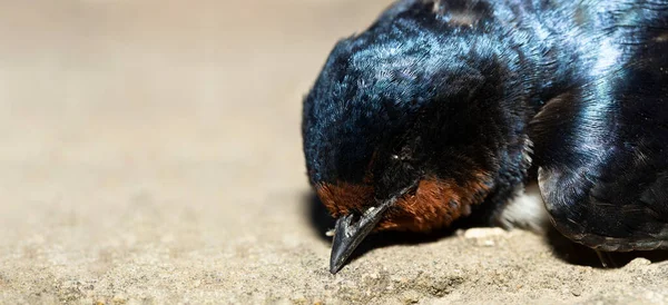 Toter Vogel Straßenkriege Tod Einer Schwalbe Die Tötung Eines Vogels — Stockfoto