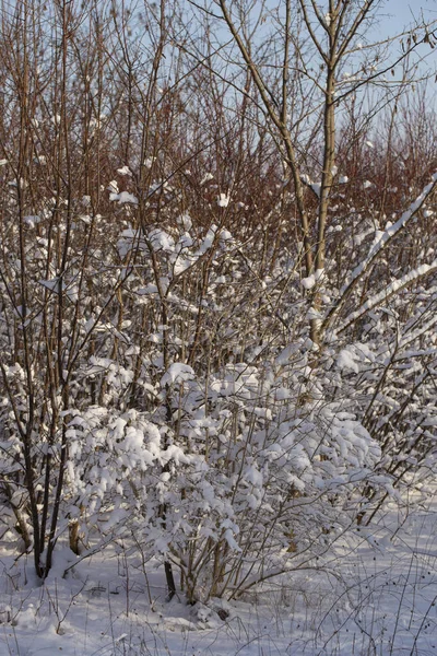 Bäume Die Nach Einem Schneesturm Mit Schnee Bedeckt Sind Natur — Stockfoto