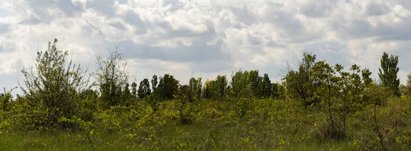 Viña Abandonada Moldavia Espesuras Uvas Silvestres — Foto de Stock