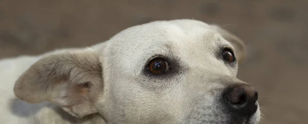 Portrait of a white dog. A frightened animal. Emotions in the predator\'s gaze. Animal instincts.