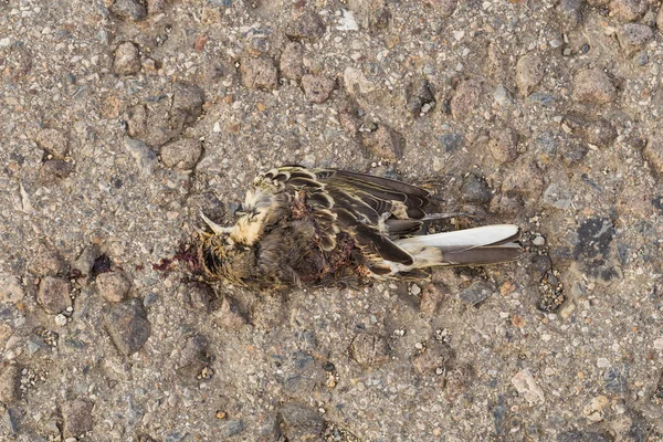 Alauda Arvensis Uma Ave Passeriforme Família Alaudidae Pássaro Morto Morte — Fotografia de Stock