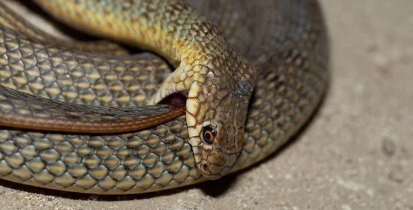 Kígyó Megharapja Magát Kaszpi Tengeri Ostorkígyó Caspius Más Néven Nagy — Stock Fotó