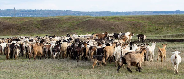 Una Manada Cabras Ovejas Los Animales Pastan Prado Pastos Europa — Foto de Stock