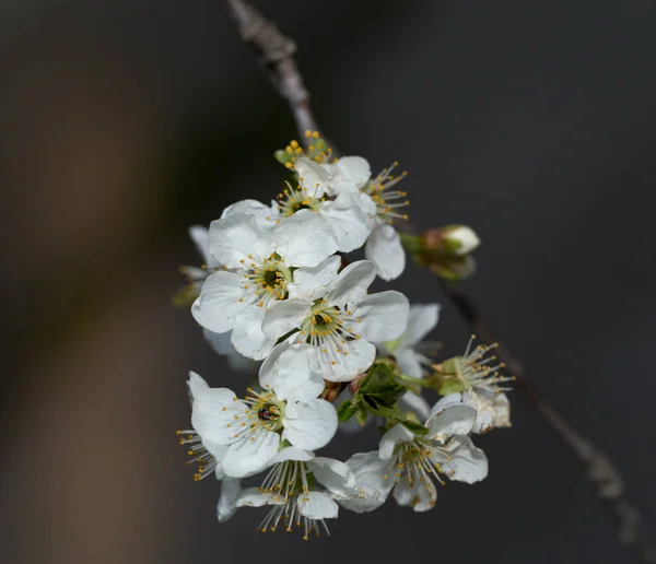 Цветок Вишни Белые Цветы Фруктового Дерева Крупным Планом — стоковое фото