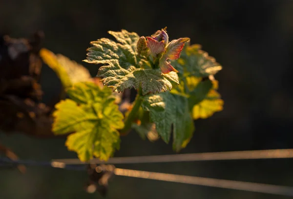 Jonge Groene Scheuten Een Druif Bush Wijndruivenbloemen Achtergrond Van Zonsondergang — Stockfoto