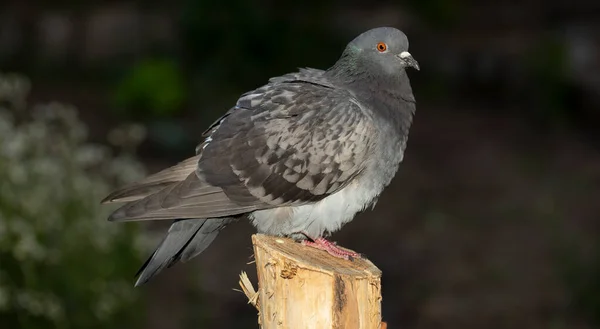 Bergduva Eller Vanlig Duva Medlem Fågeln Columbidae Ung Manlig Fågel — Stockfoto