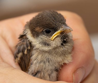 Bir ev tavuğu Sparrow. Bir adamın elinde yavru bir kuş.