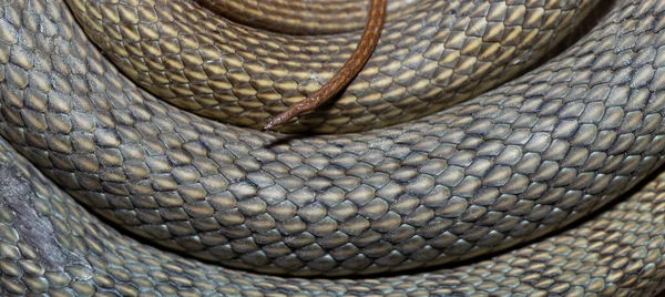 Des Anneaux Serpent Couleuvre Tachetée Caspius Également Connue Sous Nom — Photo