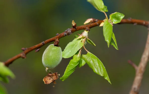 Ovário Damasco Frutas Desenvolvimento Frutas Fase Inicial Ovário Damasco Verde — Fotografia de Stock