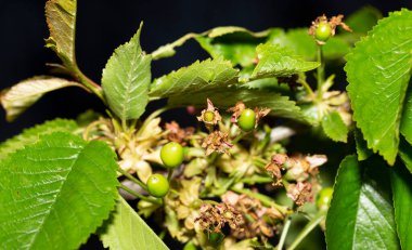 Solmuş kiraz çiçekleri, meyve yumurtalıkları. Meyve ağacının bahar gelişimi. Yapraklı dal.