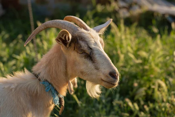 Retrato Uma Cabra Animal Com Chifres Criação Cabras Jovem Bode — Fotografia de Stock