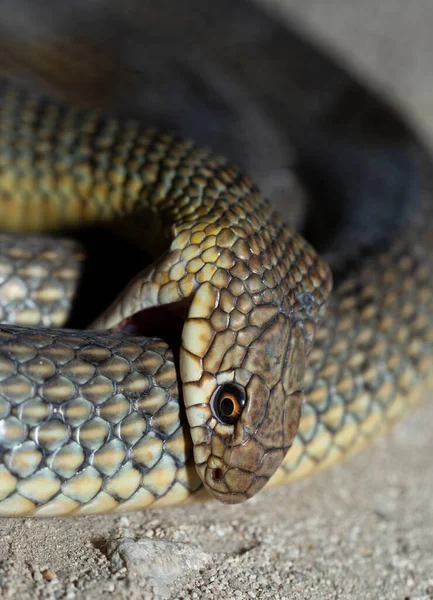 The snake bites itself. Caspian whipsnake (caspius) also known as the large whipsnake.