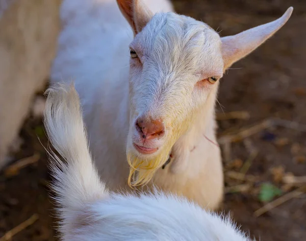 Saanen Swiss Breed Domestic Goat Goat Breeding Male Goat Importune — Stock Photo, Image