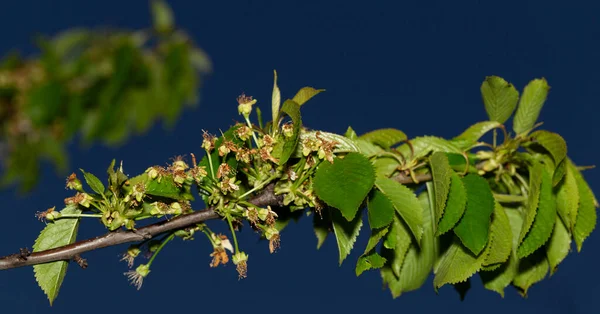 Flores Cereza Descoloridas Ovarios Frutales Desarrollo Primaveral Del Árbol Frutal — Foto de Stock