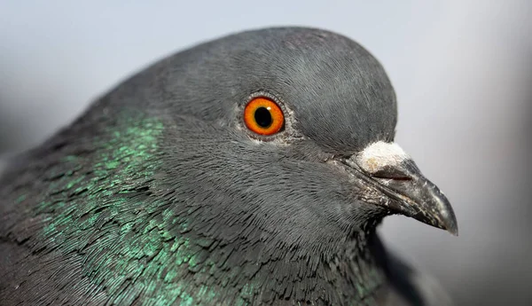바위비둘기 수있는 비둘기 비제의 일종이다 새입니다 조류학적 초상화 — 스톡 사진