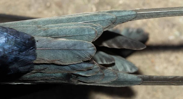 Der Schwanz Einer Schwalbe Der Blick Von Oben Die Schwalbe — Stockfoto