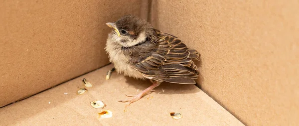 Kuiken Van Een Huis Sparrow Een Baby Vogel Een Kartonnen — Stockfoto