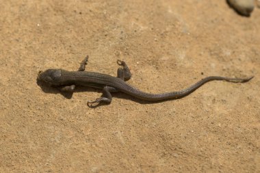 Kum kertenkelesi (Lacerta agilis) yırtık bir kertenkeledir. Yavru bir sürüngen yumurtadan çıktı..