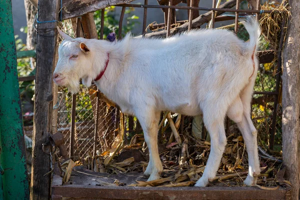 Goat Breeding Young Male Goat Cattle Pen Farming Livestock — Stock Photo, Image