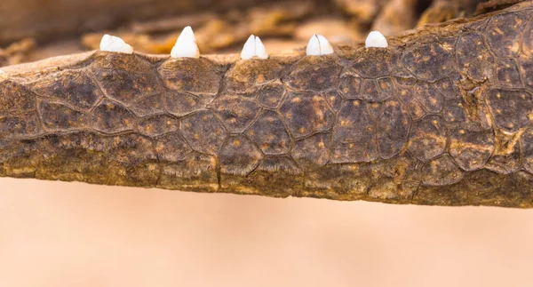 Нільський Крокодил Crocodylus Niloticus Великий Крокодил Родом Прісноводних Місць Проживання — стокове фото