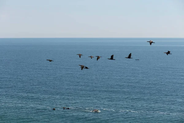 Phalacrocoracidae Vodní Pták Běžně Známý Jako Kormoráni Souložníci Hejno Letí — Stock fotografie