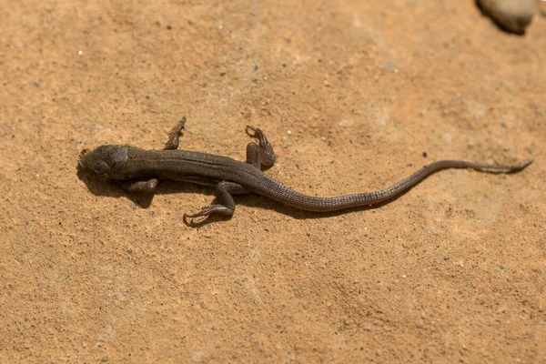 Lézard Sable Lacerta Agilis Est Lézard Lacerte Bébé Reptile Vient — Photo