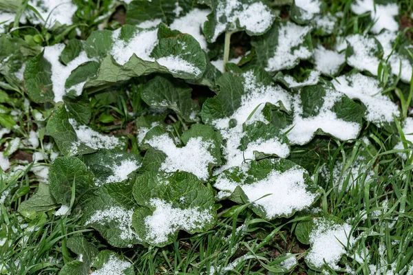 Cataclismo Neve Primavera Regresso Inverno Neve Cobriu Relva Anomalia Meteorológica — Fotografia de Stock