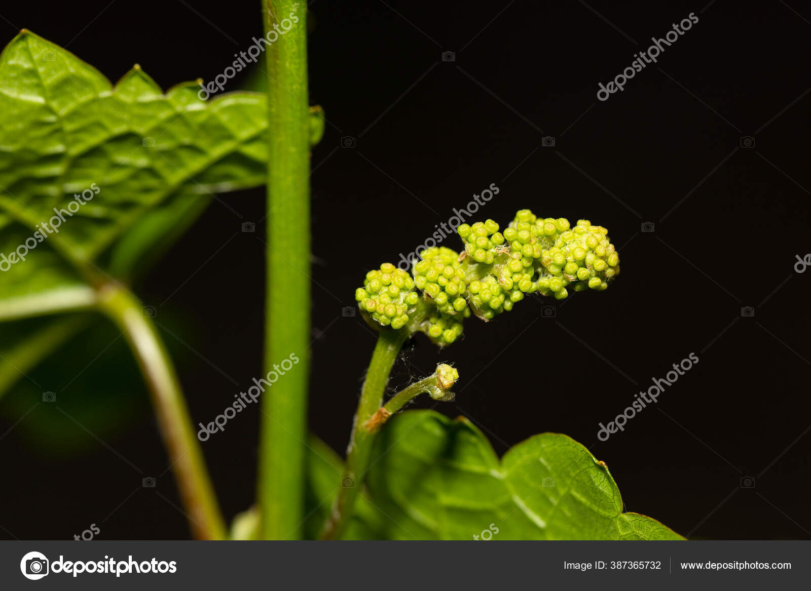 嫩绿的嫩芽在葡萄布什绿树成荫的背景上的葡萄花摩尔多瓦的葡萄酒生产技术 图库照片 C Piterkrig