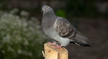 Kaya güvercini ya da güvercin, Columbidae kuşunun bir üyesidir. Genç bir erkek kuş bir direkte oturuyor..