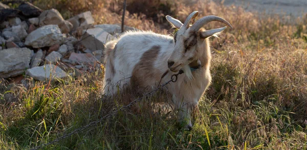 Portret Van Een Geit Een Gehoornde Dier Geitenfokken Veehouderij — Stockfoto