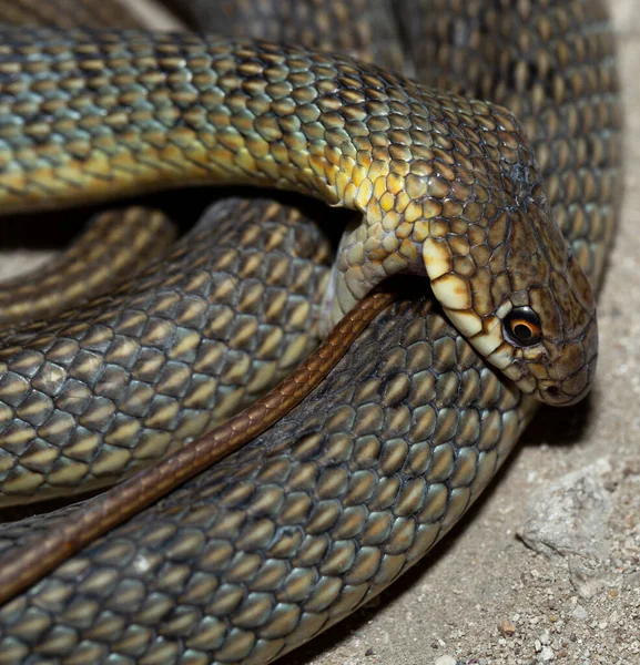 Kígyó Megharapja Magát Kaszpi Tengeri Ostorkígyó Caspius Más Néven Nagy — Stock Fotó