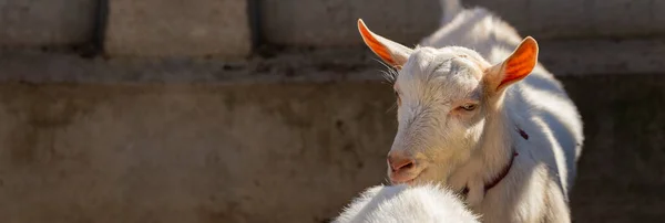 Saanen Uma Raça Suíça Cabra Doméstica Criação Cabras Bode Macho — Fotografia de Stock