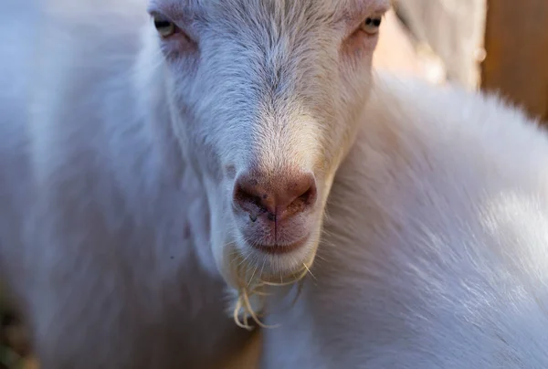 Saanen Swiss Breed Domestic Goat Goat Breeding Male Goat Importune — Stock Photo, Image