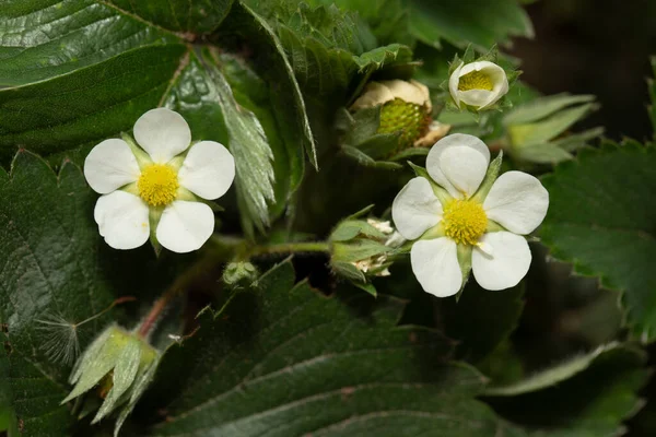 Strawberry Flowers Spring Surface Earth — Stock Photo, Image
