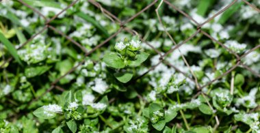 Felaket. Baharda kar. Kışın dönüşü. Kar çimenleri kapladı. Hava anormalliği.