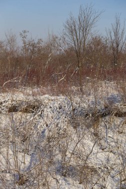 Kar fırtınasından sonra karla kaplı ağaçlar. Kışın doğa. Noel Ormanı.
