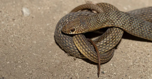 大きな鞭蛇 Dolichophis Coluber とも呼ばれるカスピ海の鞭蛇 Caspius — ストック写真