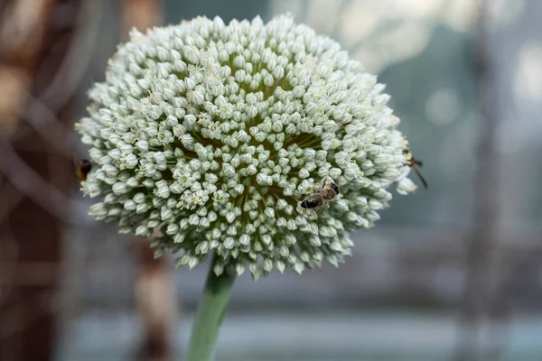 Leek Bloeiend Bestuiving Van Planten Door Insecten — Stockfoto