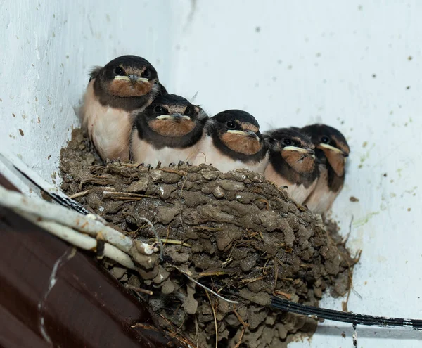 Laski Gnieździe Połykanie Stodoły Hirundo Rustica — Zdjęcie stockowe