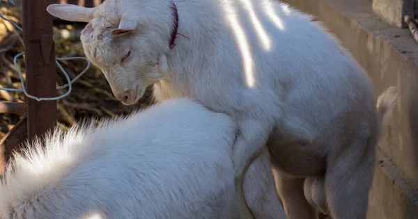 Saanen Uma Raça Suíça Cabra Doméstica Criação Cabras Casal Amor — Fotografia de Stock