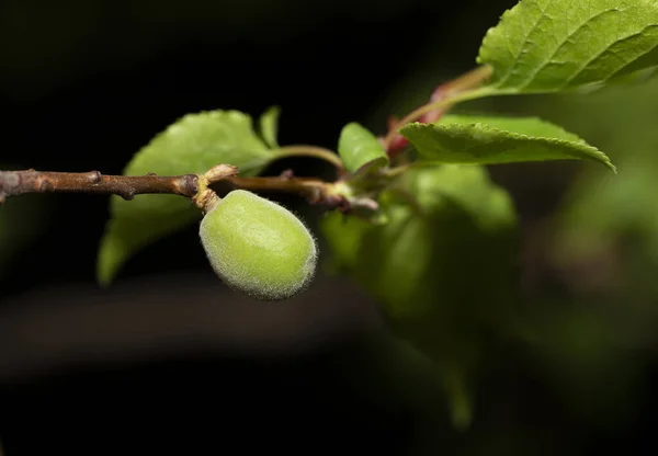 Damasco Noite Sobre Fundo Preto Ovário Damasco Frutas Desenvolvimento Frutos — Fotografia de Stock