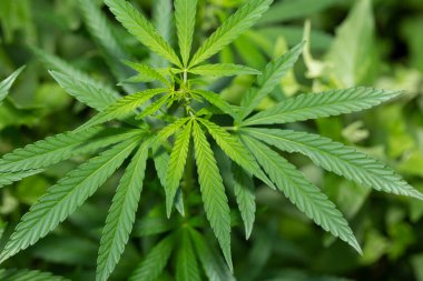 Marihuana bitkisinin taze yaprağı. Seçici odak.