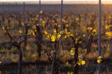 Genç, yeşil filizler üzümlü bir çalıda. Gün batımının arka planında üzüm-üzüm çiçekleri. Şarap üretimi. Moldova 'da şarap üretim teknolojisi.