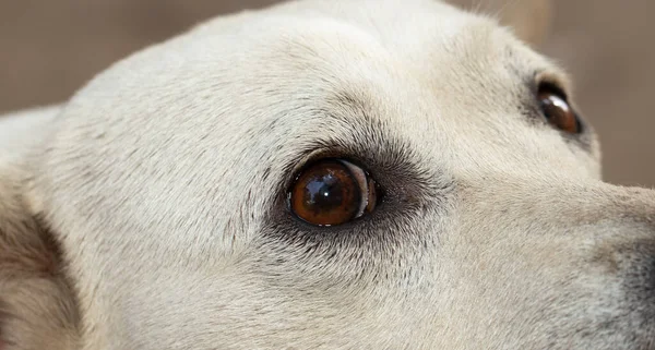 Portrait of a white dog. A frightened animal. Emotions in the predator\'s gaze. Animal instincts.