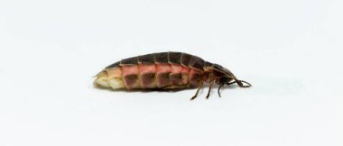 Lampyridae Lampyris noctiluca. Yaygın parlayan kurt Avrupa. Dişi Ateşböceği.