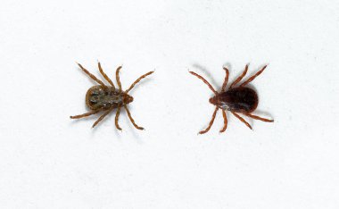Ixodes ricinus, başlıca Avrupa 'da sert vücutlu kene türüdür..