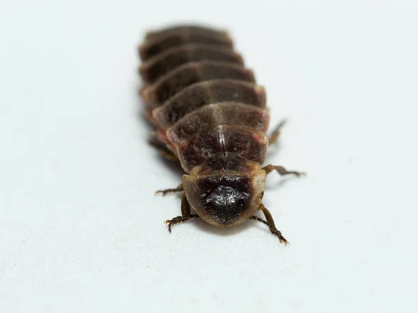 Lampyridae Lampyris Noctiluca Közönséges Világító Féreg Európában Női Szentjánosbogár — Stock Fotó