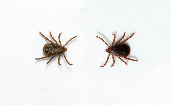 Ixodes Ricinus Castor Bean Tick Chiefly European Species Hard Bodied — Stock Photo, Image