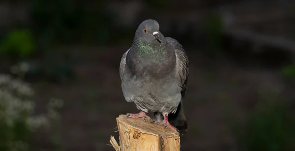 Gołąb Kamienny Lub Gołąb Zwyczajny Jest Członkiem Columbidae Młody Samiec — Zdjęcie stockowe