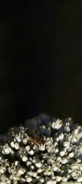 Pırasa çiçek açıyor. Bitkilerin böcekler tarafından döllenmesi. Etiket için yer.